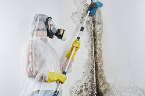 Best Attic Mold Remediation in Vale, OR