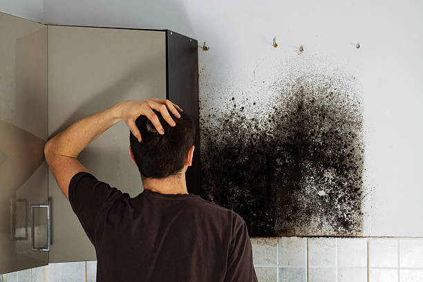Best Mold Testing and Inspection Services in Vale, OR